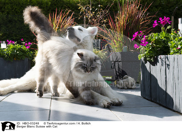 Berger Blanc Suisse with Cat / HBO-03248
