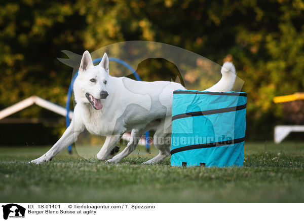 Berger Blanc Suisse at agility / TS-01401
