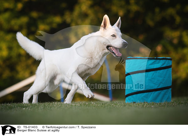 Berger Blanc Suisse at agility / TS-01403