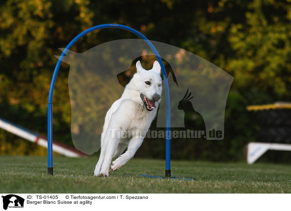 Berger Blanc Suisse at agility / TS-01405