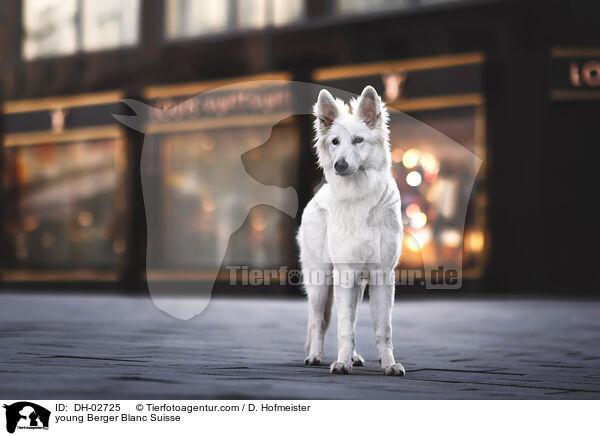young Berger Blanc Suisse / DH-02725