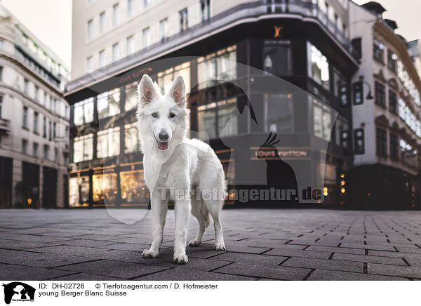 young Berger Blanc Suisse / DH-02726