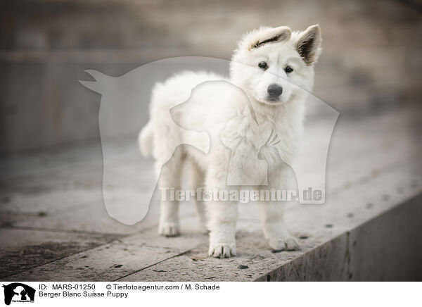 Berger Blanc Suisse Puppy / MARS-01250