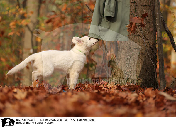 Berger Blanc Suisse Puppy / KB-10201
