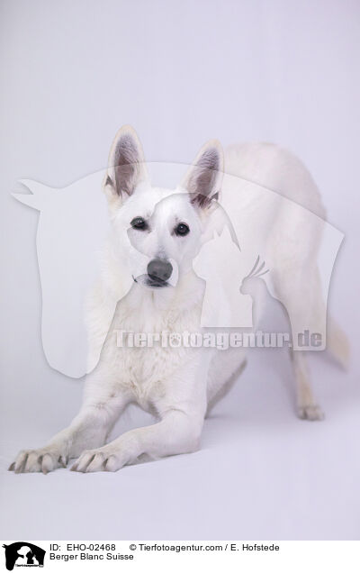 Berger Blanc Suisse / EHO-02468