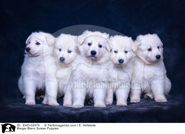 Berger Blanc Suisse Puppies / EHO-02470