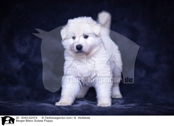 Berger Blanc Suisse Puppy / EHO-02474
