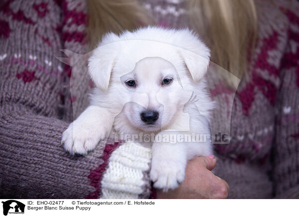 Berger Blanc Suisse Puppy / EHO-02477