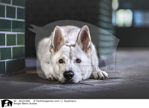 Weier Schweizer Schferhund / Berger Blanc Suisse / JQ-01266