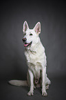 sitting White Shepherd