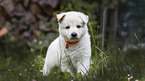 standing White Swiss Shepherd puppy