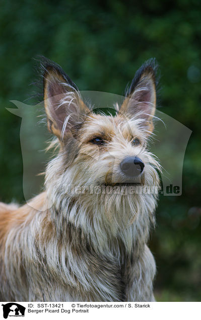 Berger Picard Dog Portrait / SST-13421