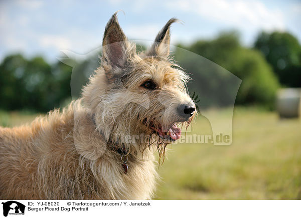 Berger Picard Dog Portrait / YJ-08030