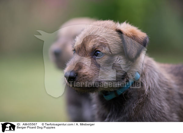 Berger Picard Dog Puppies / AM-05567