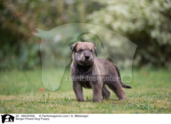 Berger Picard Dog Puppy / AM-05568