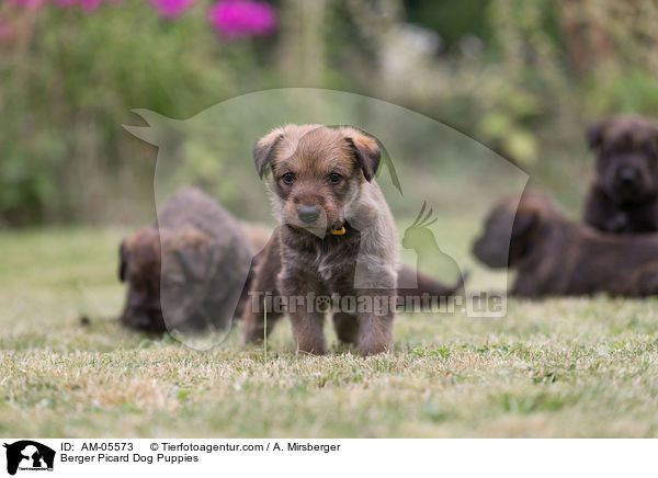 Berger Picard Dog Puppies / AM-05573