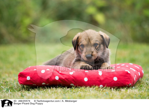 Berger Picard Dog Puppy / AM-05574