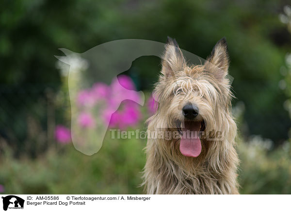 Berger Picard Dog Portrait / AM-05586