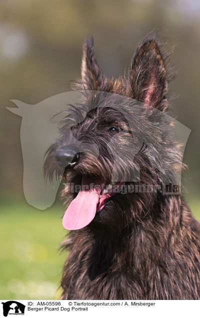 Berger Picard Dog Portrait / AM-05596
