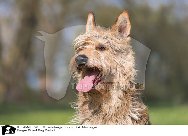 Berger Picard Dog Portrait / AM-05598
