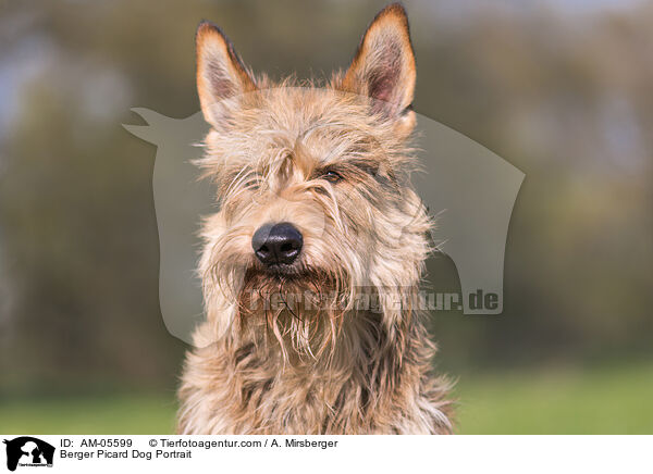 Berger Picard Dog Portrait / AM-05599