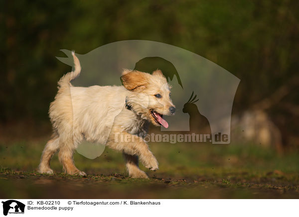 Bernedoodle puppy / KB-02210