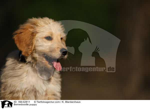 Bernedoodle puppy / KB-02811