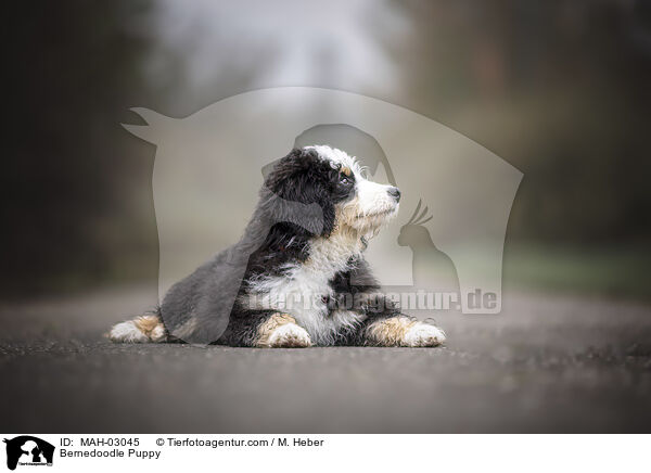 Bernedoodle Welpe / Bernedoodle Puppy / MAH-03045