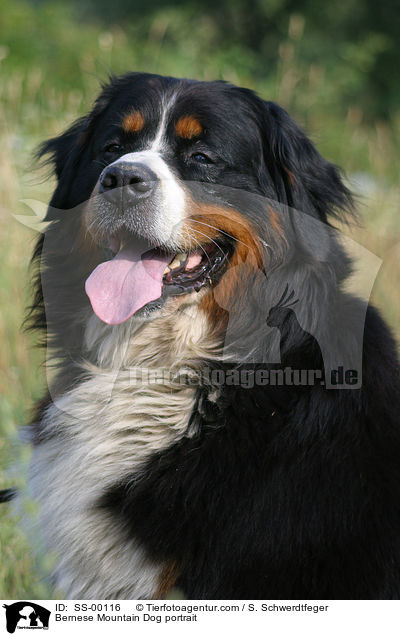 Bernese Mountain Dog portrait / SS-00116