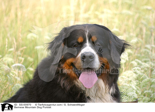 Bernese Mountain Dog Portrait / SS-00970