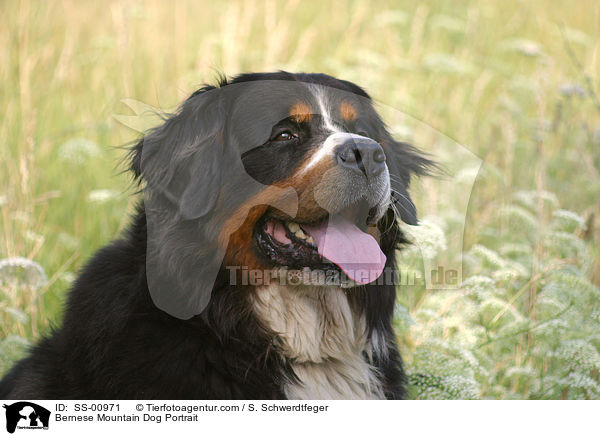 Bernese Mountain Dog Portrait / SS-00971