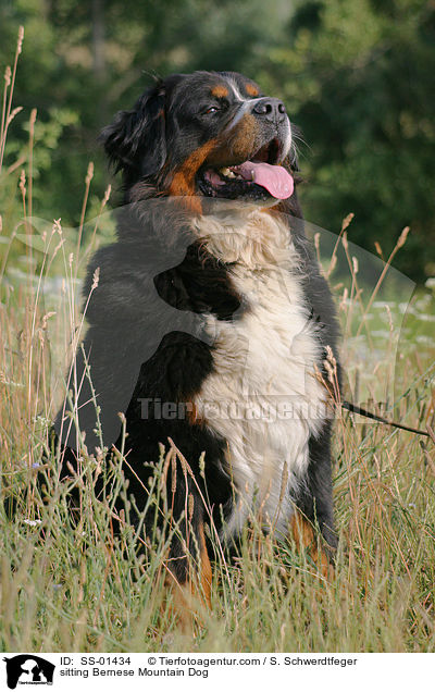 sitting Bernese Mountain Dog / SS-01434