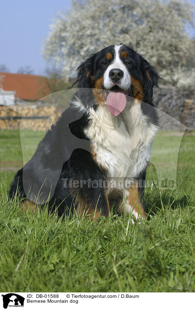 Bernese Mountain dog / DB-01588