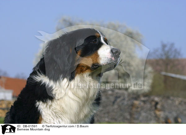 Bernese Mountain dog / DB-01591
