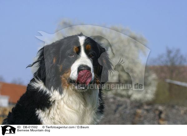 Berner Sennenhund / Bernese Mountain dog / DB-01592