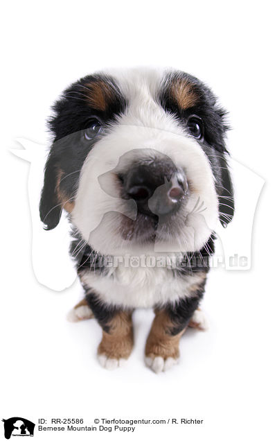 Bernese Mountain Dog Puppy / RR-25586