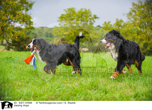 spielende Hunde / playing dogs / SST-14586