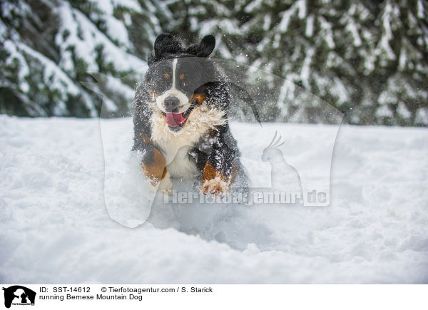 running Bernese Mountain Dog / SST-14612