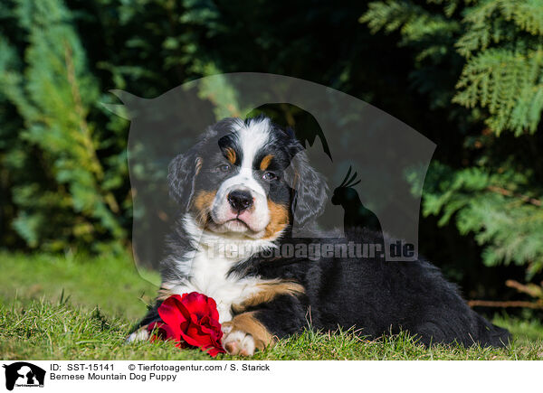 Bernese Mountain Dog Puppy / SST-15141