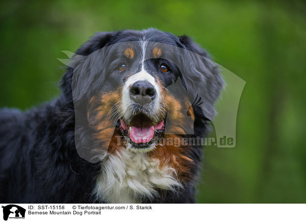 Bernese Mountain Dog Portrait / SST-15158