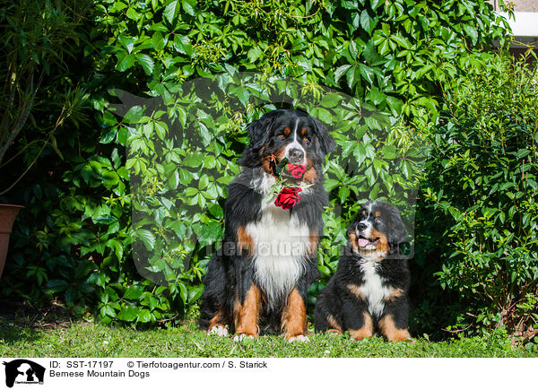 Bernese Mountain Dogs / SST-17197
