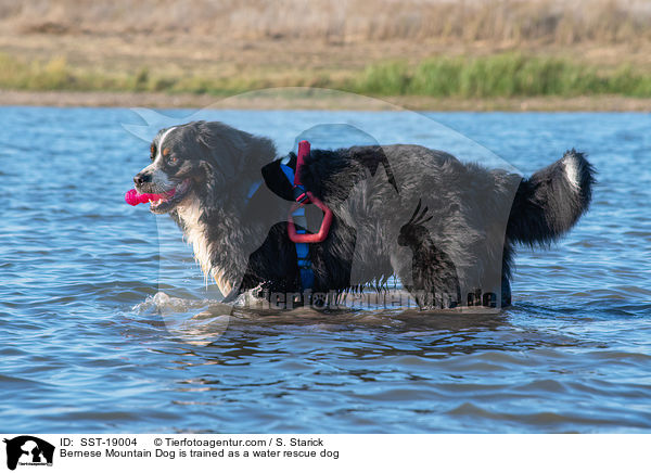 Bernese Mountain Dog is trained as a water rescue dog / SST-19004