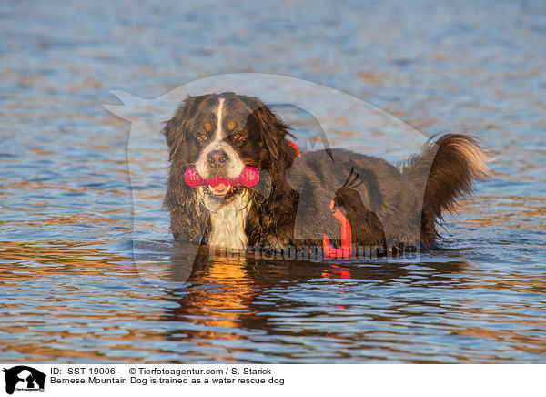 Bernese Mountain Dog is trained as a water rescue dog / SST-19006
