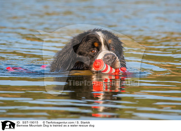 Bernese Mountain Dog is trained as a water rescue dog / SST-19015
