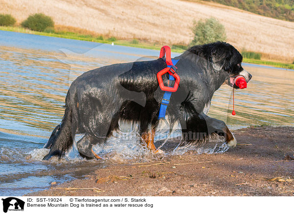 Bernese Mountain Dog is trained as a water rescue dog / SST-19024