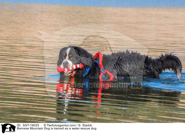 Bernese Mountain Dog is trained as a water rescue dog / SST-19025