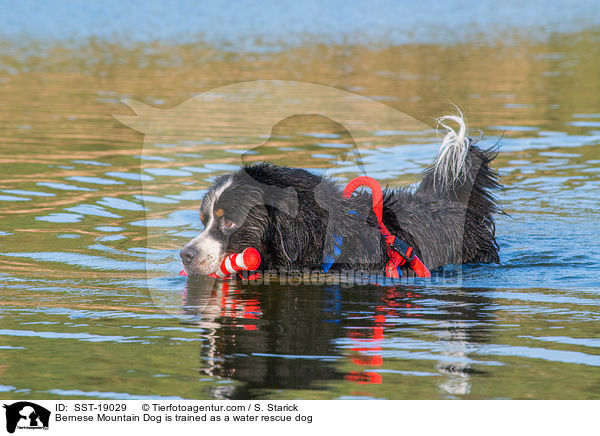 Bernese Mountain Dog is trained as a water rescue dog / SST-19029