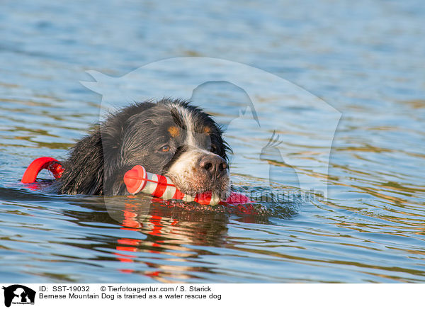 Bernese Mountain Dog is trained as a water rescue dog / SST-19032