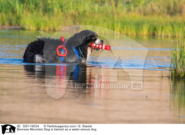 Bernese Mountain Dog is trained as a water rescue dog / SST-19034