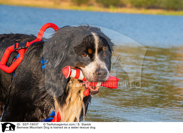 Bernese Mountain Dog is trained as a water rescue dog / SST-19037